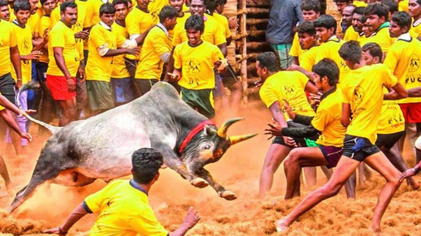 Jallikattu