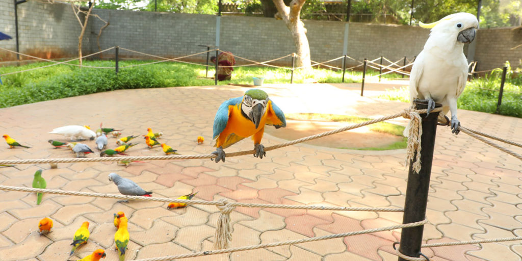 Rajali Birds Park