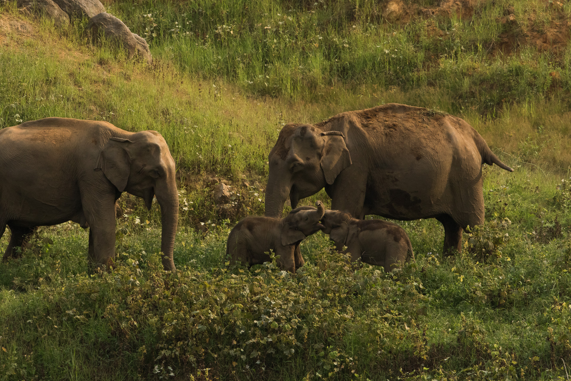 Wildlife