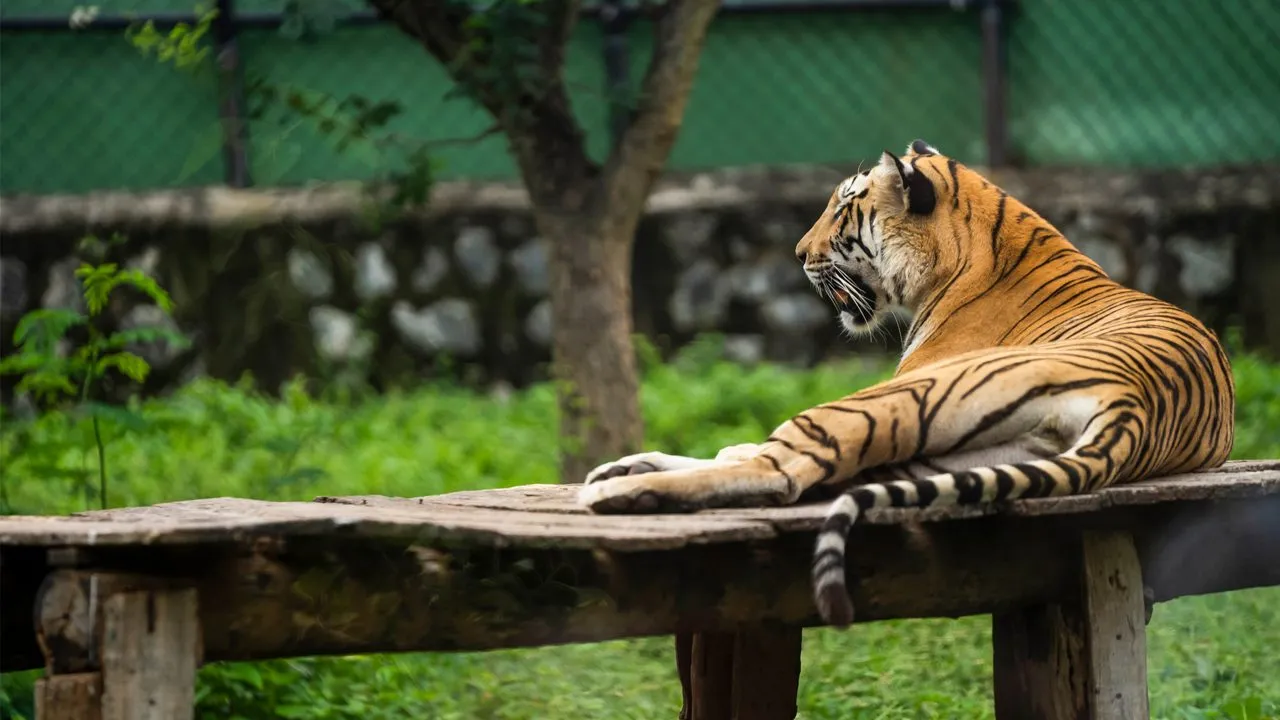 Arignar Anna Zoological Park