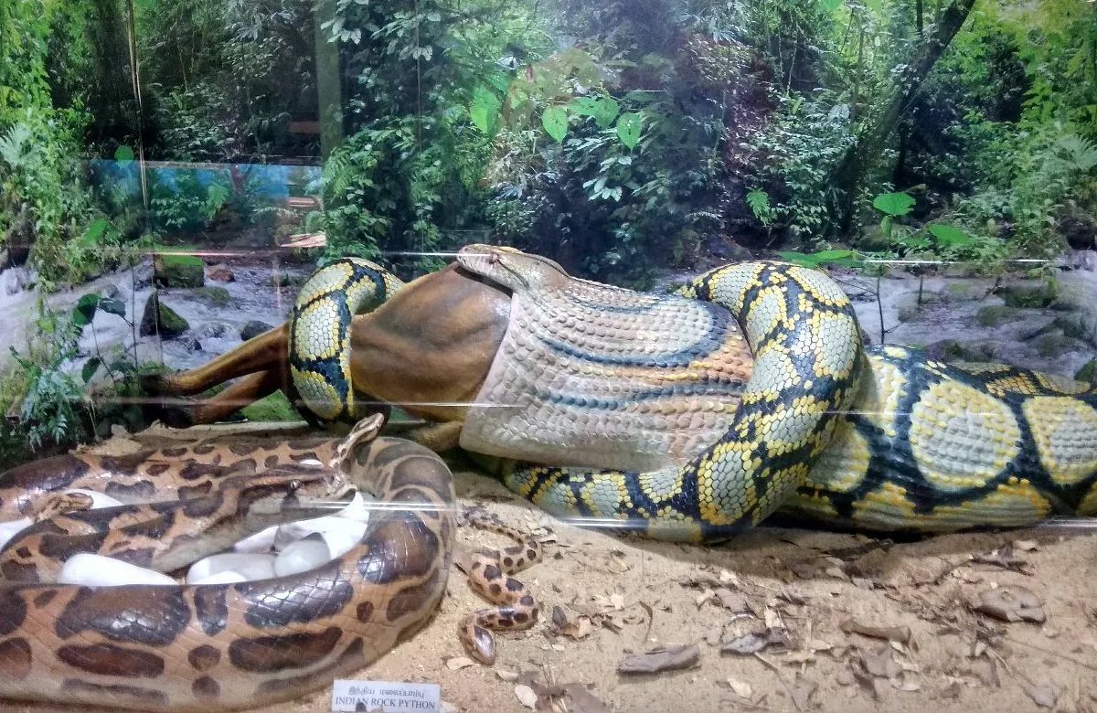 Guindy Snake Park
