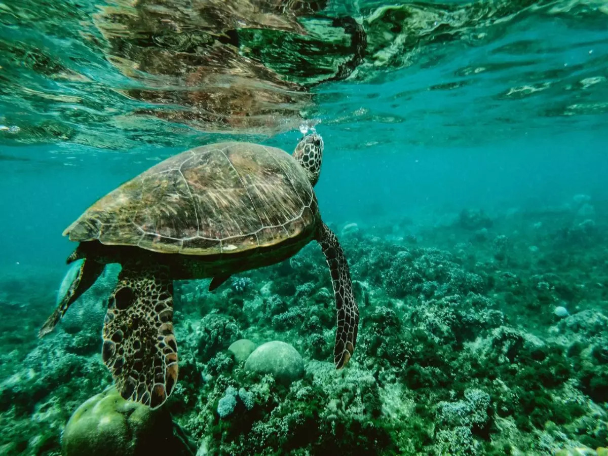 Gulf of Mannar Marine National Park