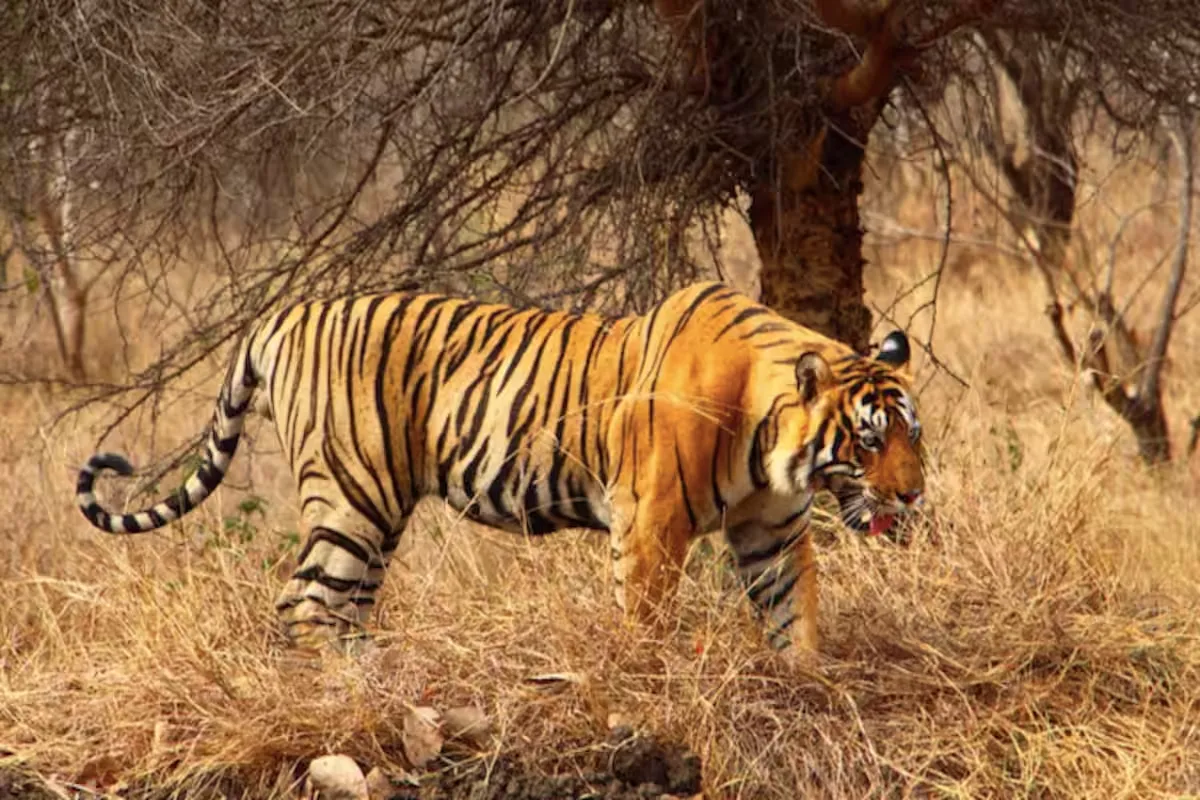 Kalakad Mundanthurai Tiger Reserve