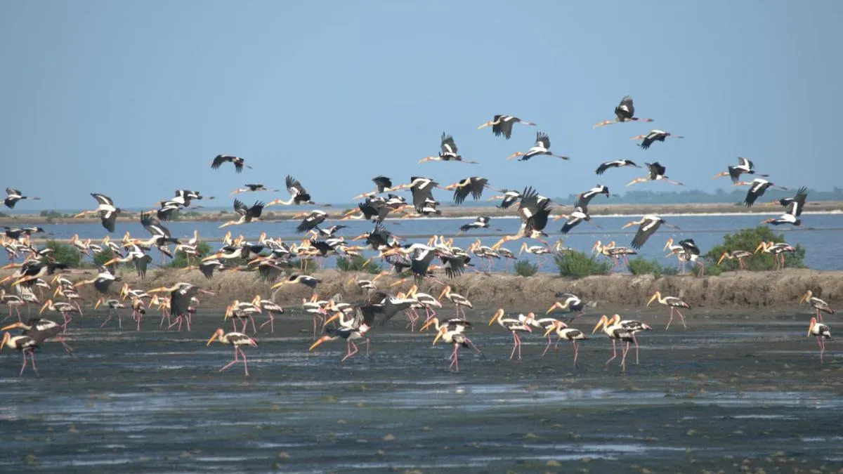 Kodaikkarai Bird Sanctuary