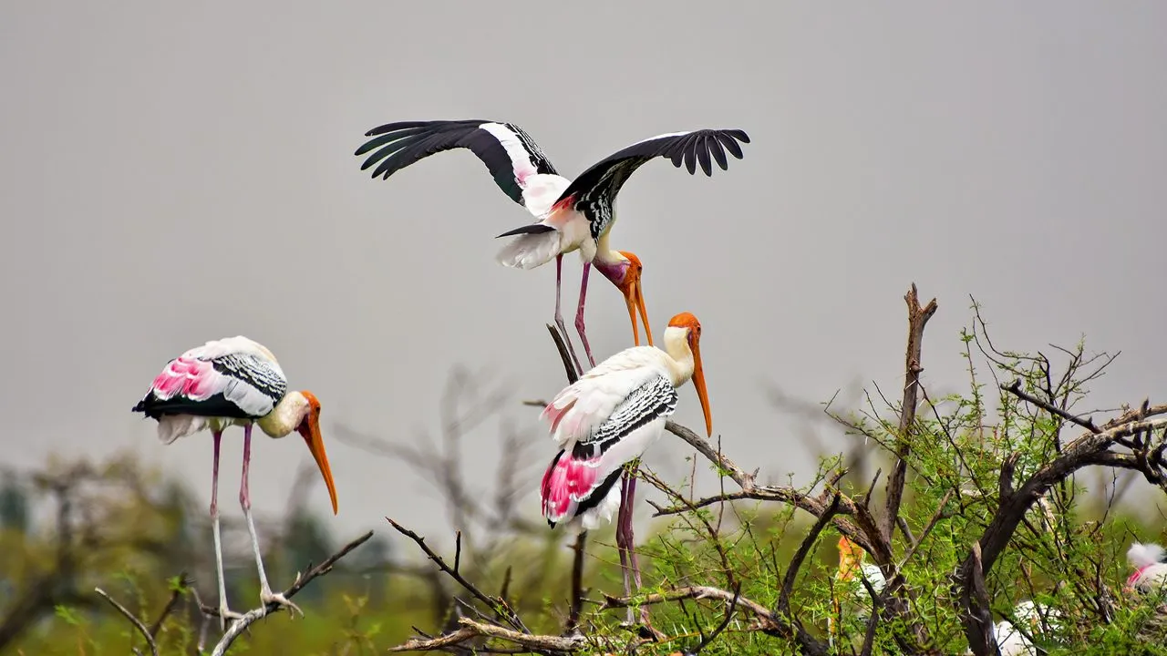 Koonthankulam Bird Sanctuary