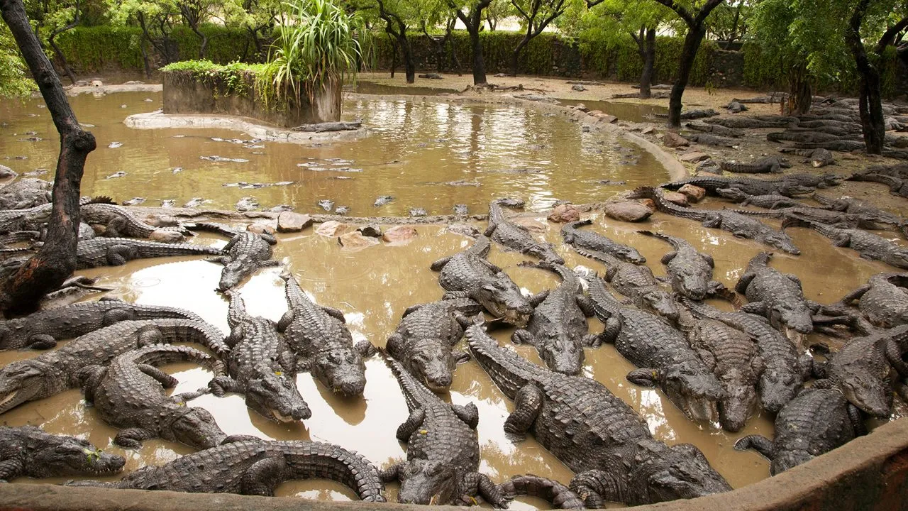 Madras Crocodile Bank Trust & Centre for Herpetology
