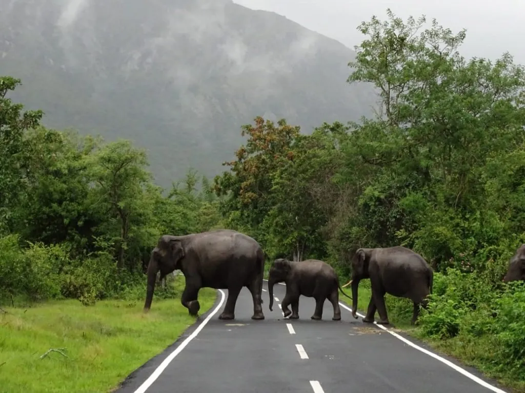 Masinagudi