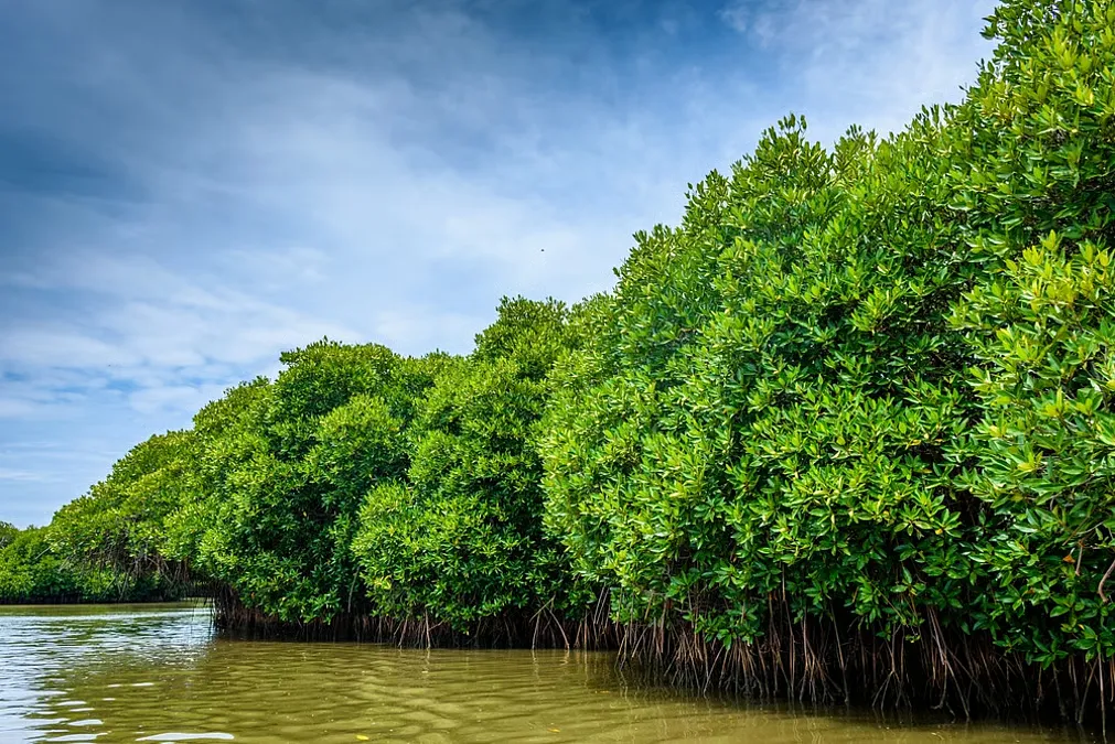 Pichavaram Mangrove Forest thumbnail 2