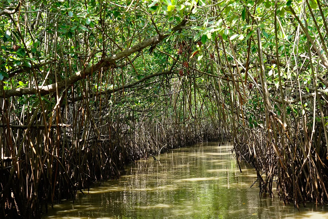 Pichavaram Mangrove Forest