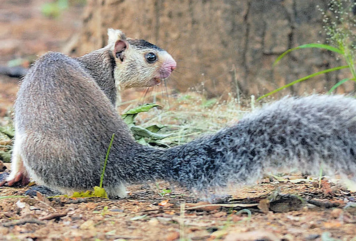 Srivilliputhur Grizzled Squirrel Wildlife Sanctuary