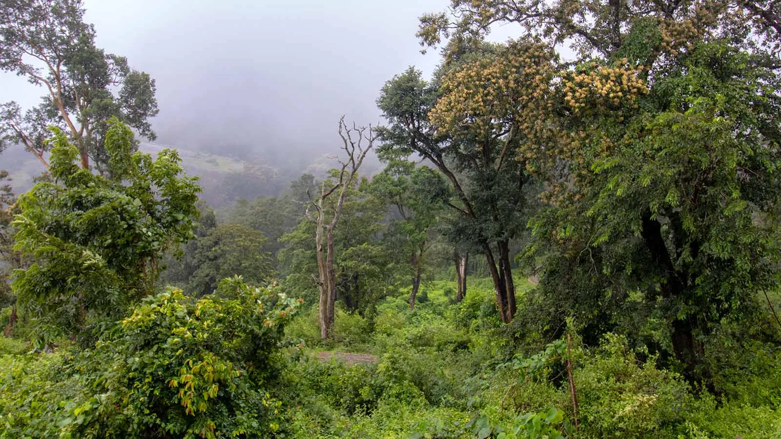 Topslip Tiger Reserve Forest