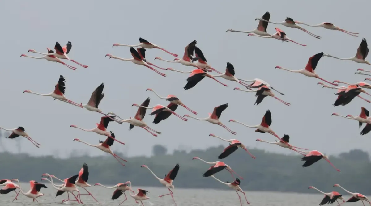 Udhayamarthandapuram Bird Sanctuary