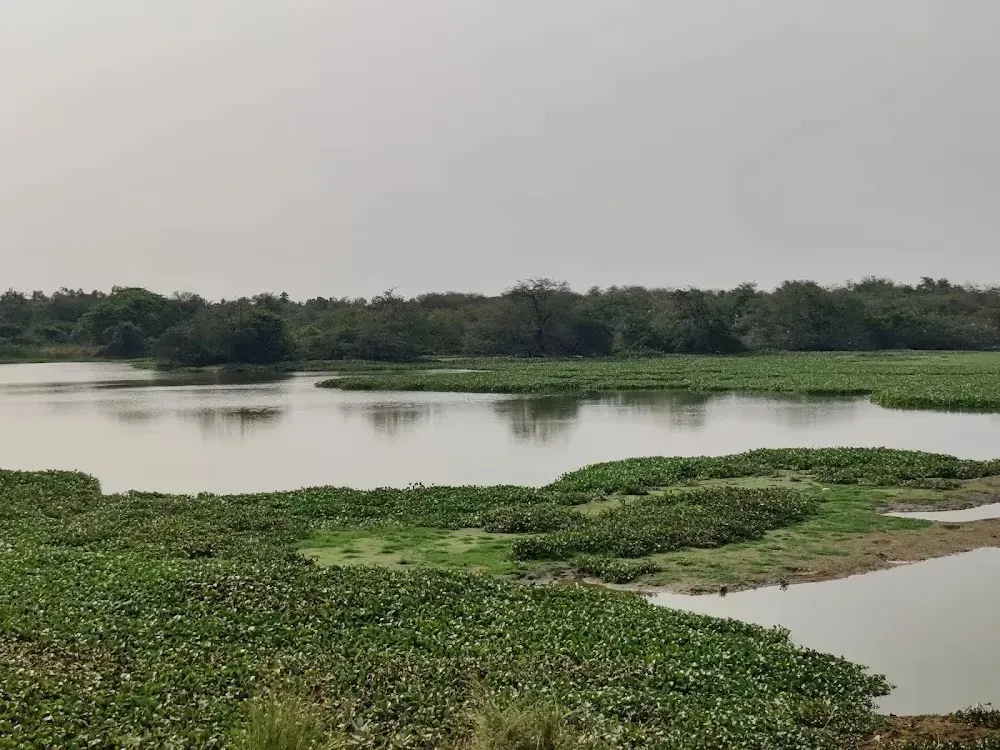 Vaduvoor Bird Sanctuary