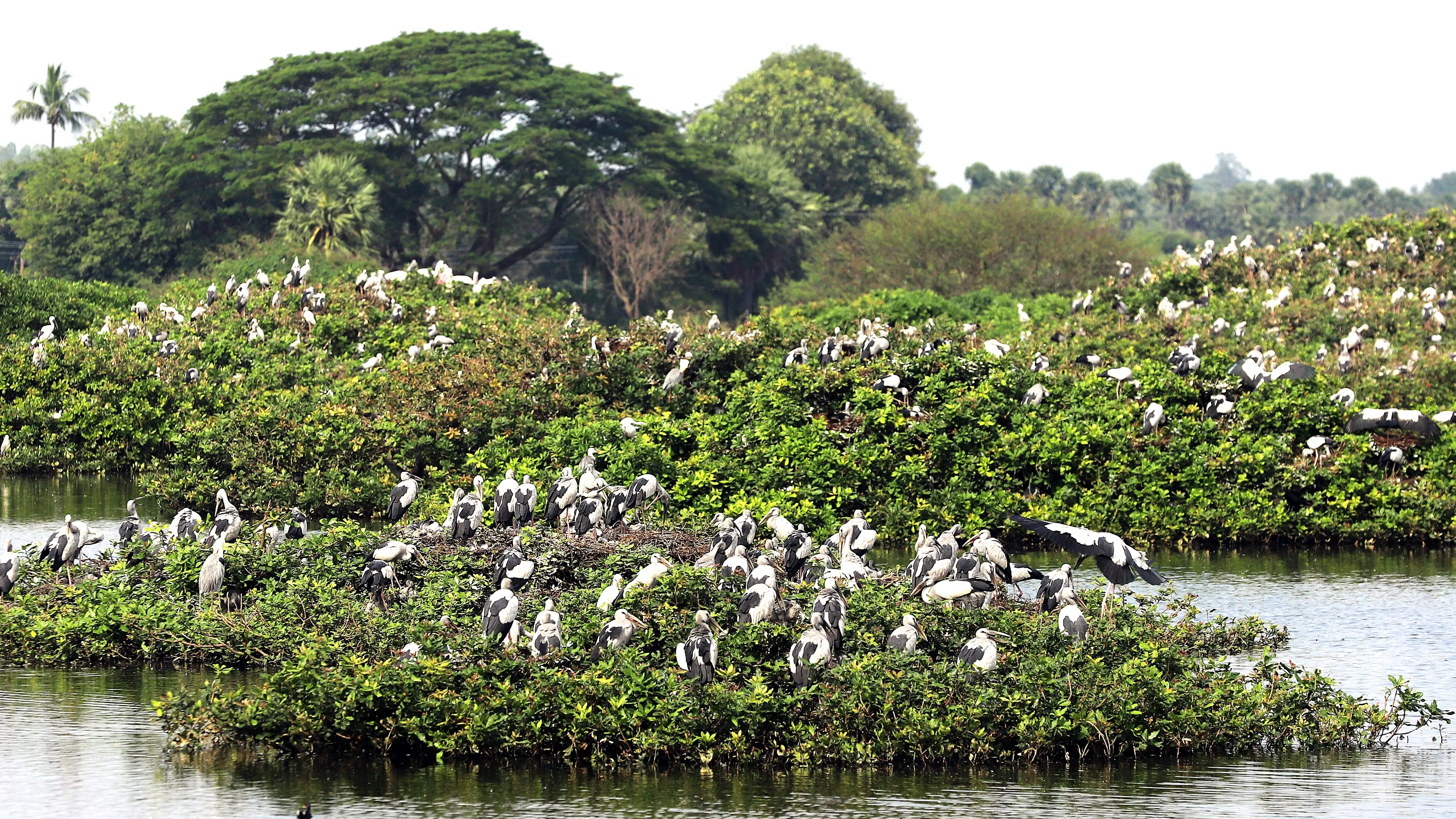Vedanthangal Bird Sanctuary