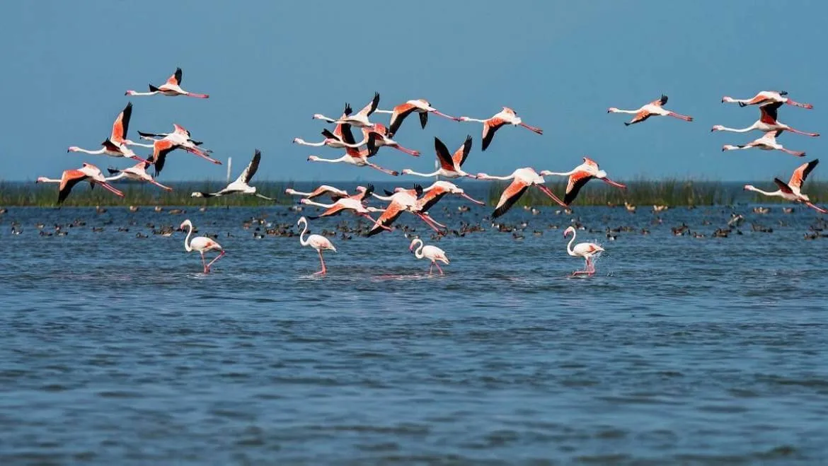 Vettangudi Bird Sanctuary