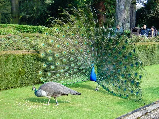 Viralimalai Peacock Sanctuary